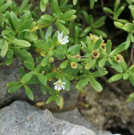 Photo of the plant species Pemphis acidula by Mannerlymangeao named Pemphis acidula on Greg, the plant care app