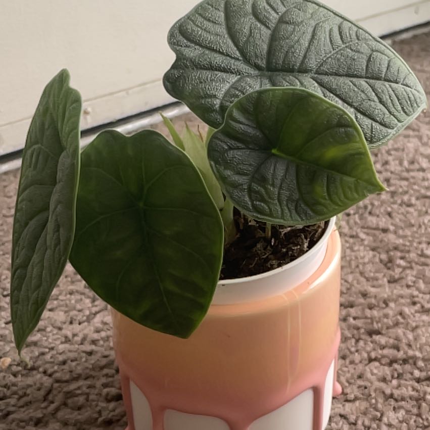 Potted Alocasia 'Rugosa' plant with textured, dark green leaves.