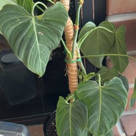 Photo of the plant species Philodendron 'Glorius' by @sasharosedarkus named Duke on Greg, the plant care app