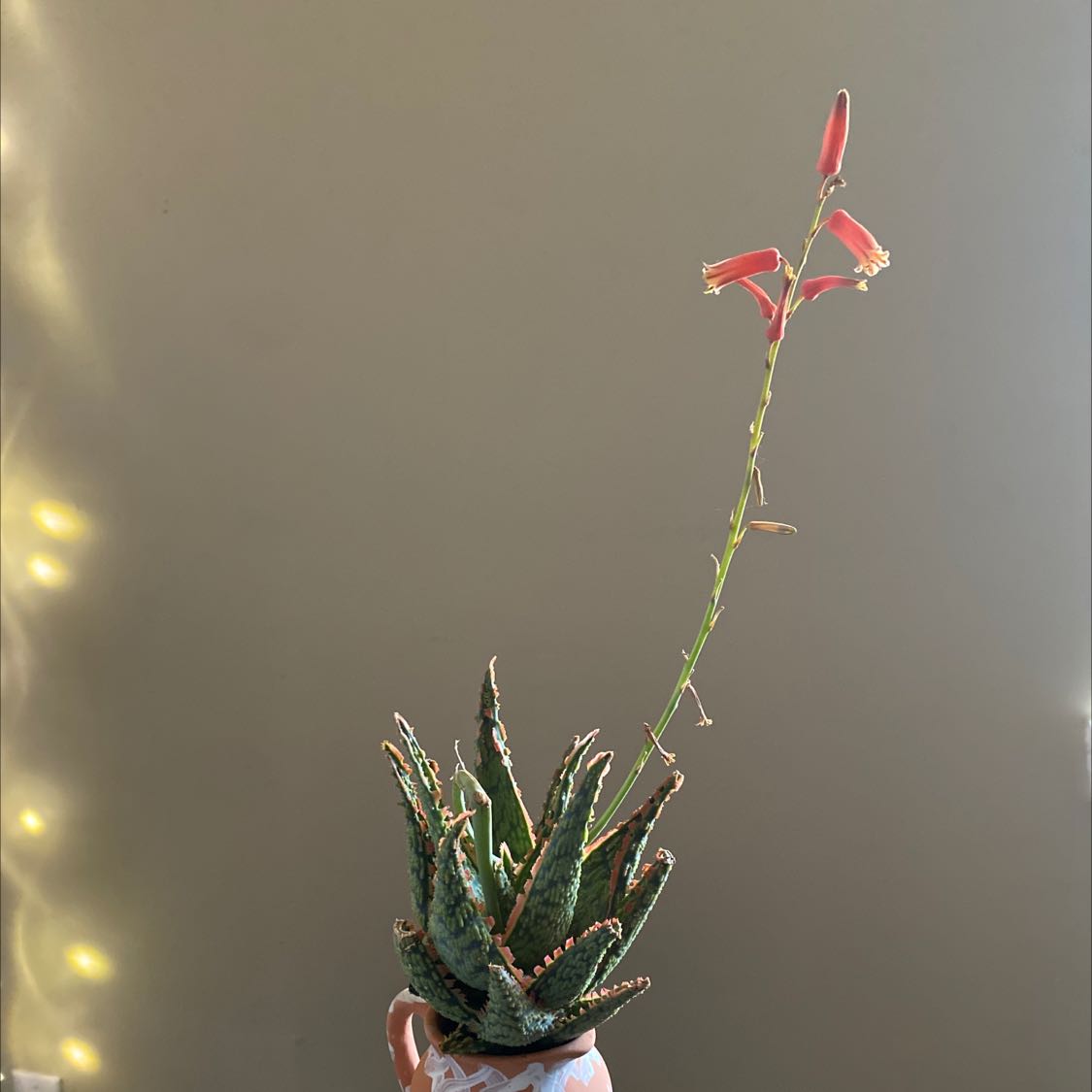 Pink Blush Aloe plant with a tall flowering stalk, well-framed and in focus.
