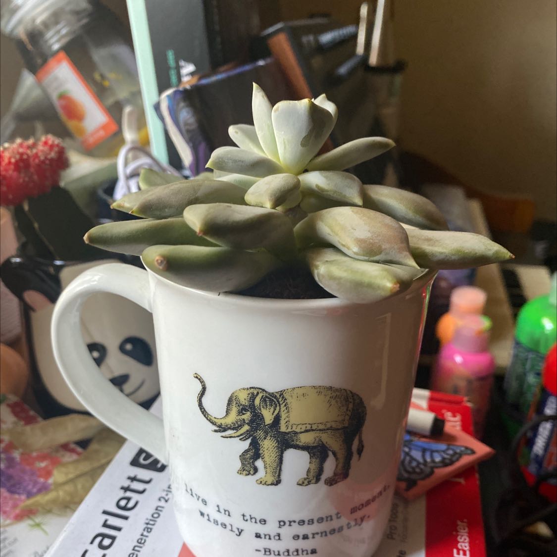 Photo of the plant species Shining Hookeria by @DrivenBaybean named Cleo on Greg, the plant care app