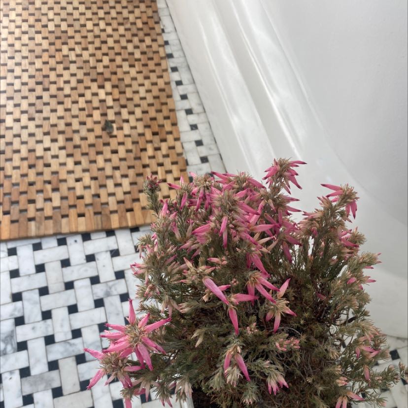 Photo of the plant species Erica ventricosa by @GladCreamcups named Michelle Branch on Greg, the plant care app