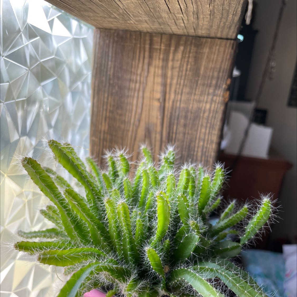 Lady-Finger Hedgehog Cactus with green, spiky stems near a wooden surface and textured glass window.