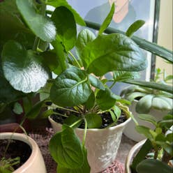 Gerbera plant