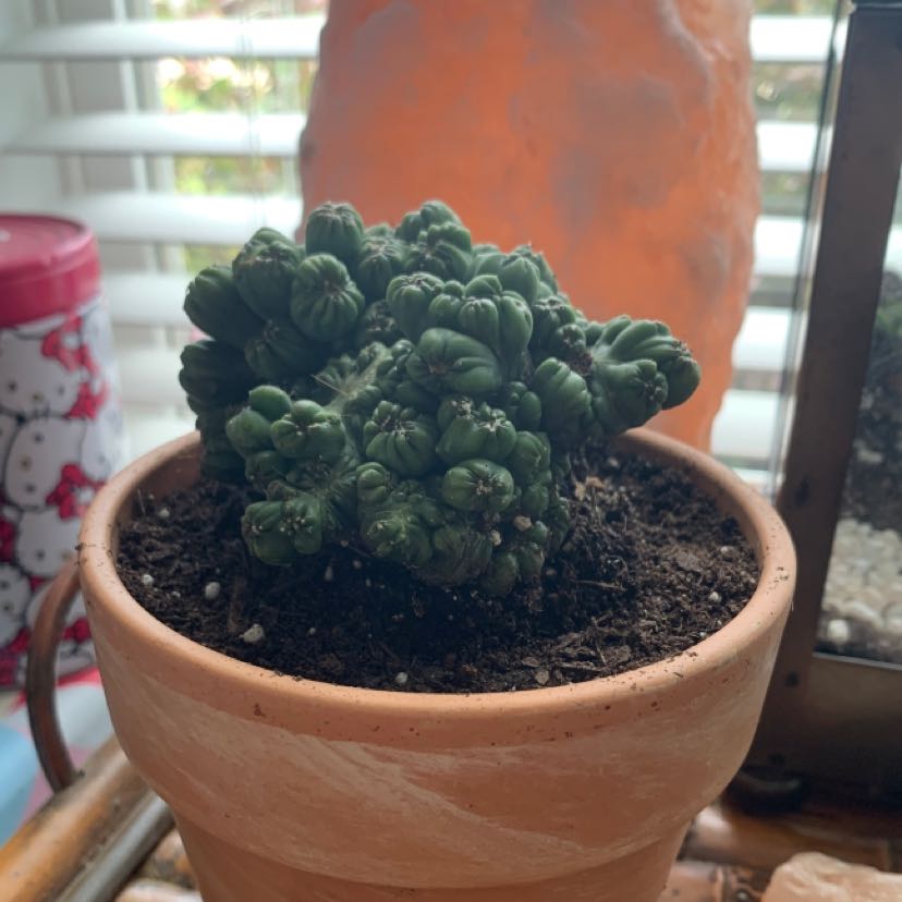 Photo of the plant species Trichocereus thelegonus cristata by @ImmortalMira named Totoro on Greg, the plant care app