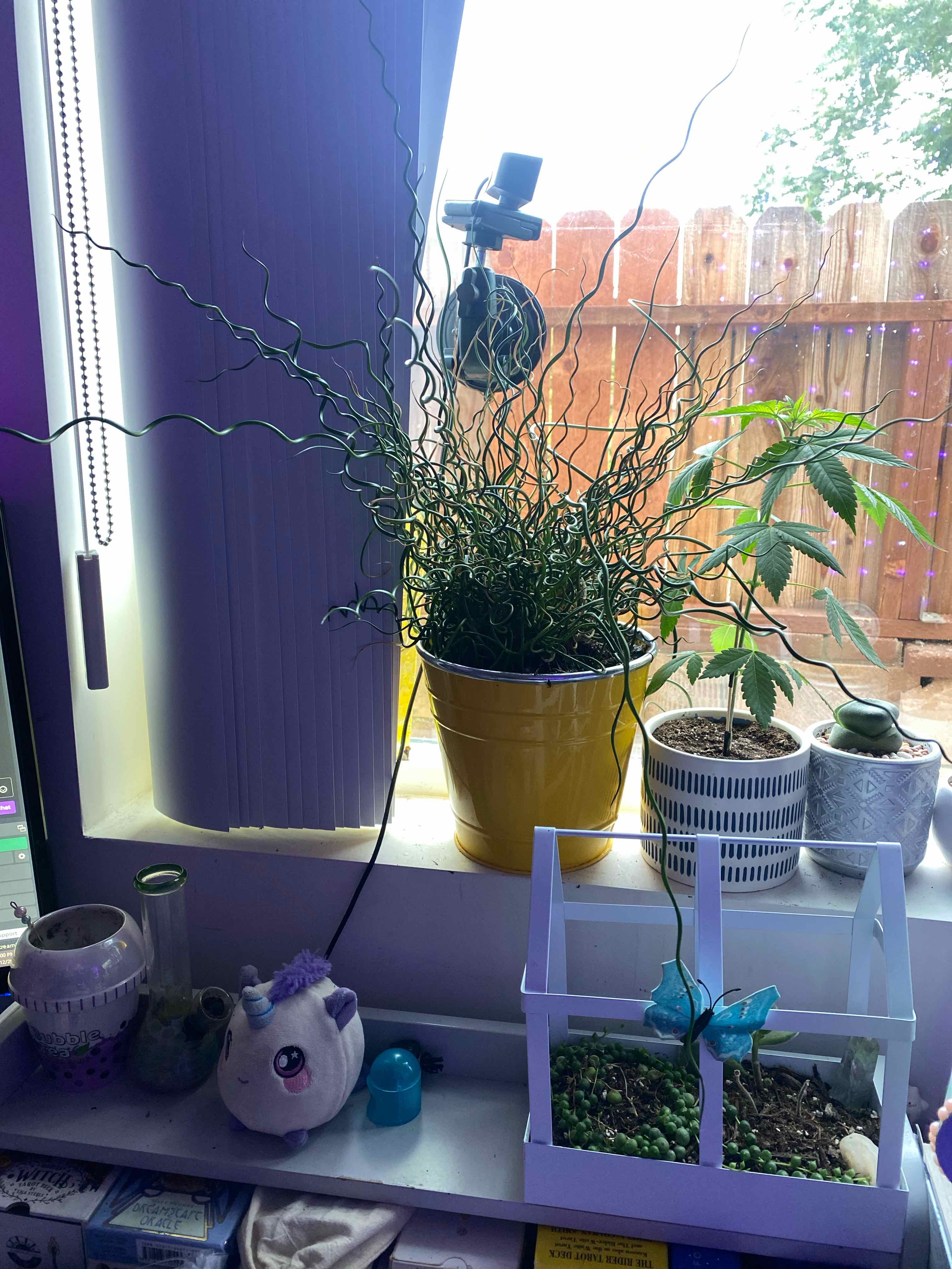 Corkscrew rush plant in a yellow pot on a windowsill, surrounded by other plants and objects.