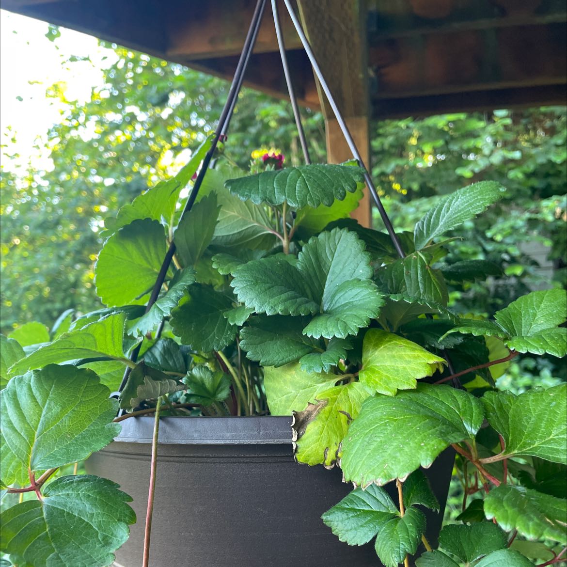 Healthy Mock Strawberry plant in a hanging pot with vibrant green leaves.