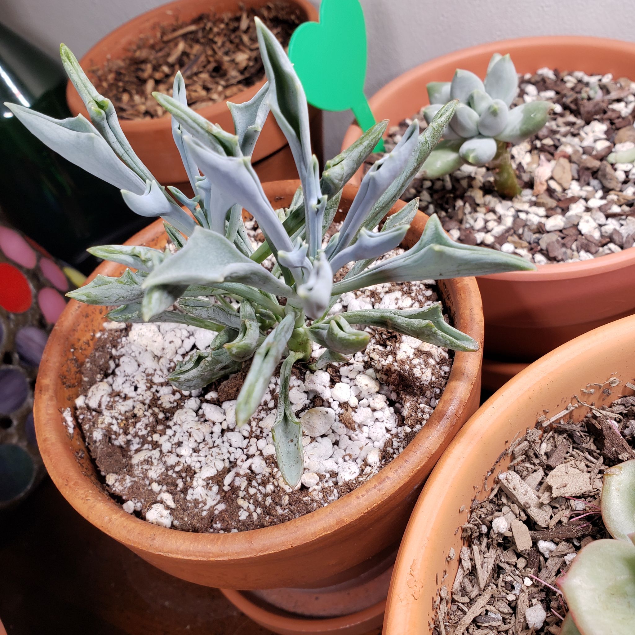 Potted Spear Head Senecio succulent with spear-shaped leaves in well-draining soil.