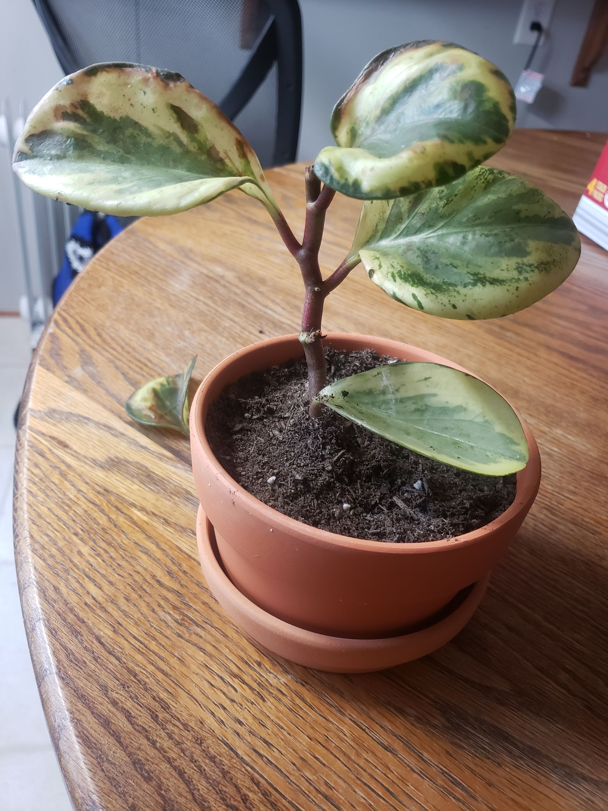 Photo from the post
