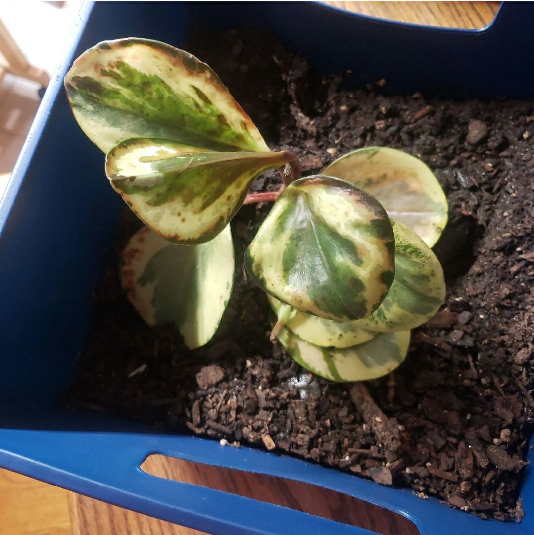 Photo from the post