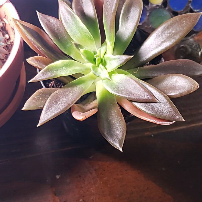 Photo of the plant species Echeveria 'Panthera' by @plantingideas named Lola on Greg, the plant care app
