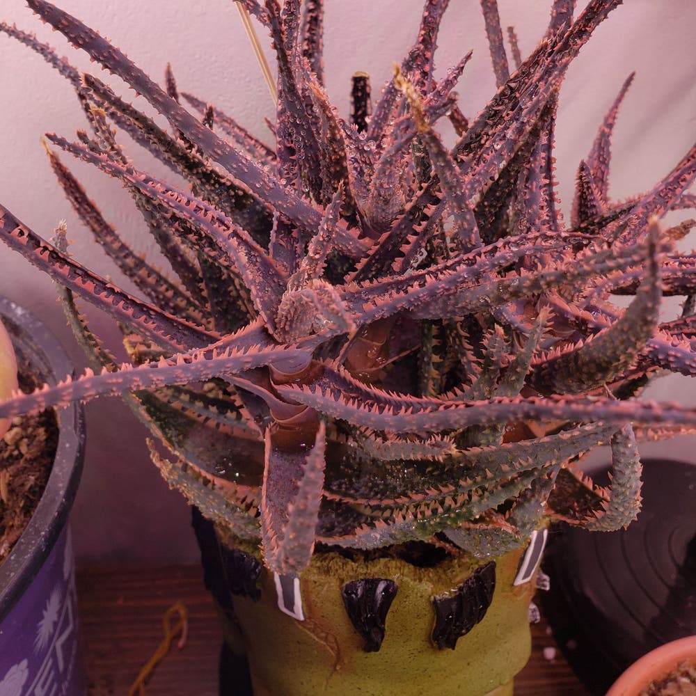 15+ Aloe Plant Turning Purple