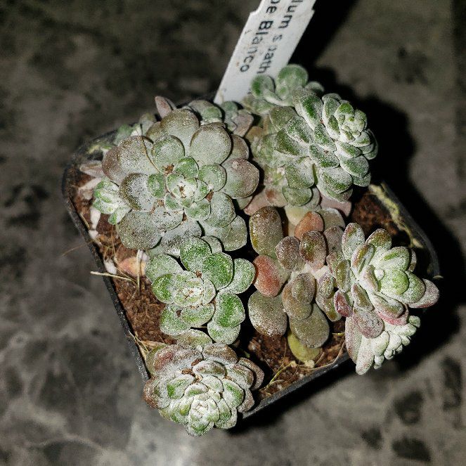 Sproutacus