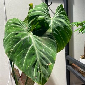 Philodendron gloriosum plant in New York, New York
