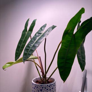Philodendron billietiae plant in New York, New York