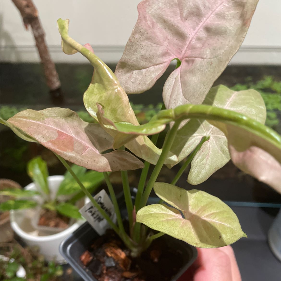 Syngonium 'Pink Spot' plant with light pink and green leaves in a small pot, visible soil, and a hand holding the pot.