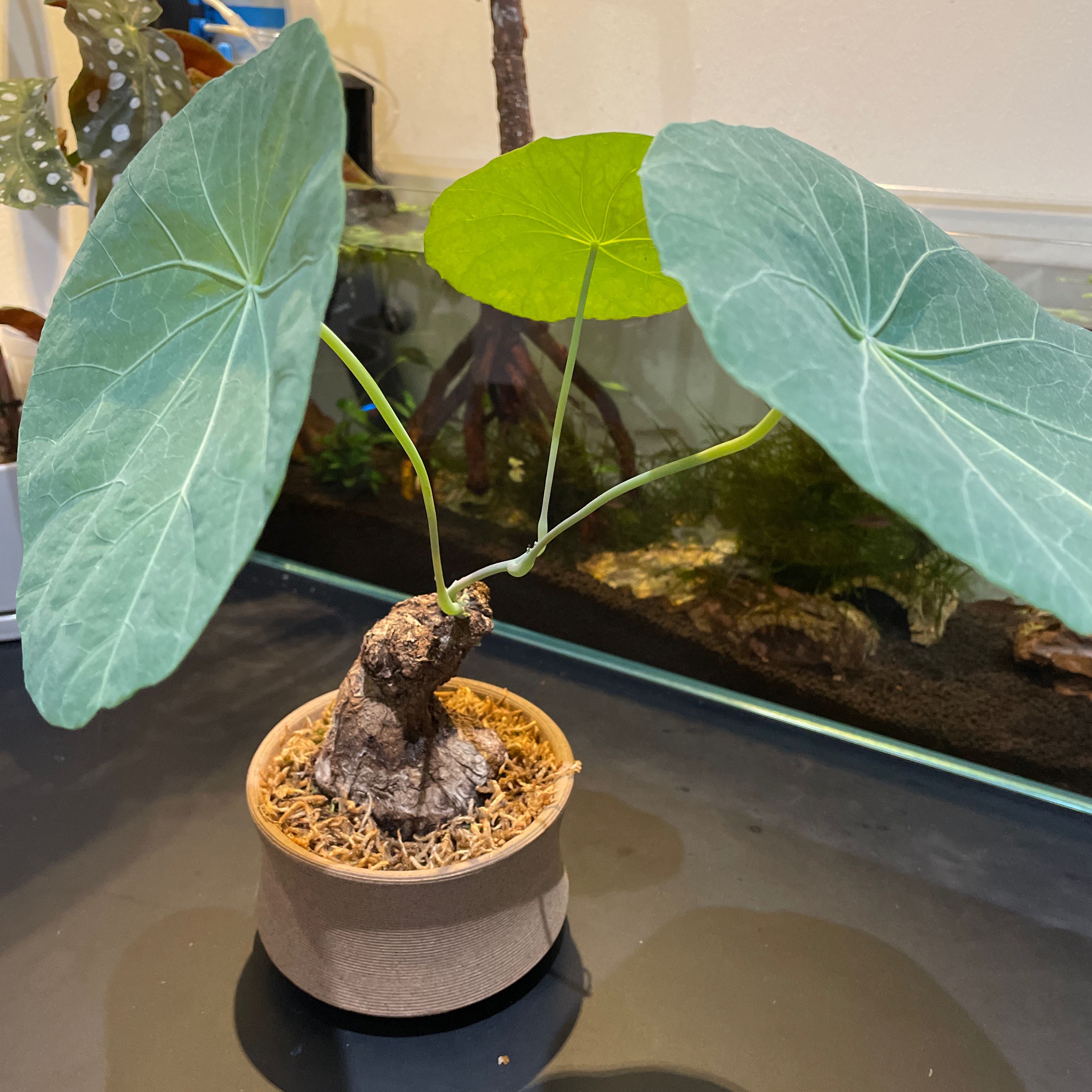Photo of the plant species Stephania 'Nova' by @PlantingDad named Potato on Greg, the plant care app