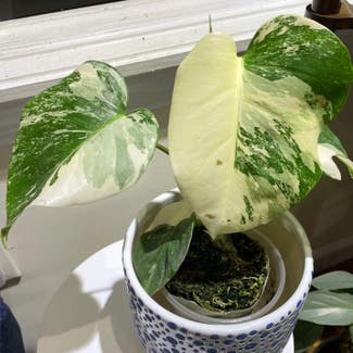 Variegated Monstera plant in New York, New York