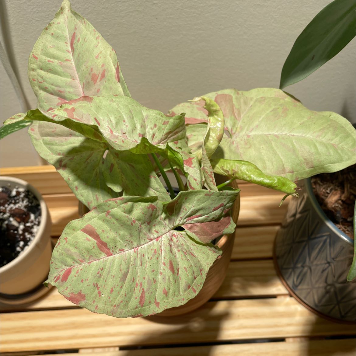 Syngonium 'Milk Confetti' plant with light green and pink variegated leaves in a pot on a wooden surface.