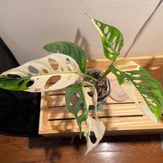 Monstera Adansonii Indonesian Mint Variegated plant in New York, New York