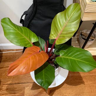 Blushing Philodendron plant in New York, New York