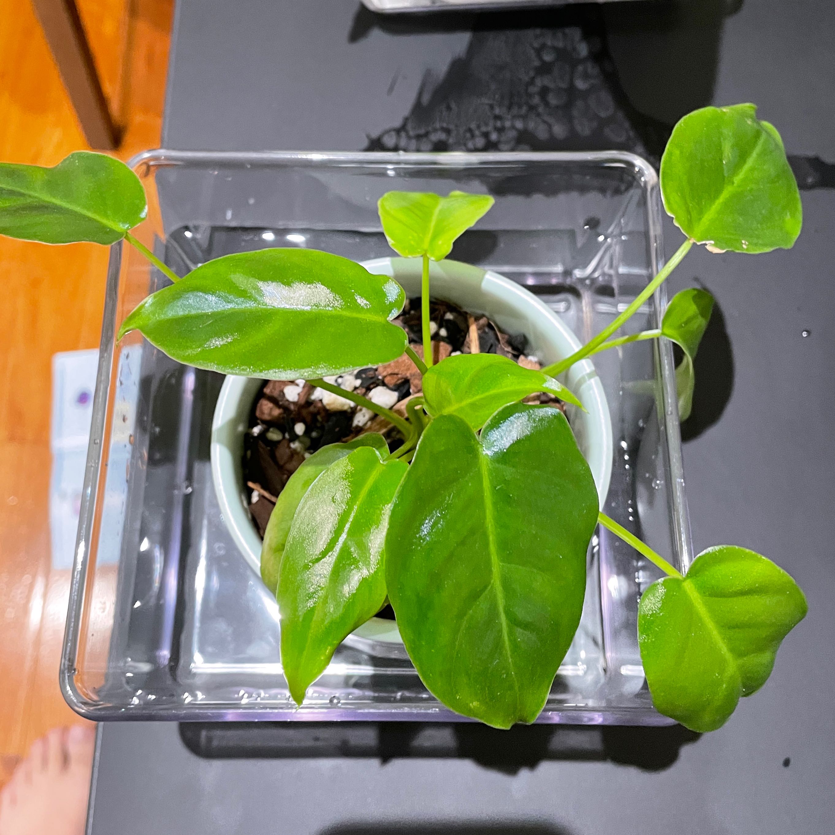 Burle Marx Variegata plant in a small pot with healthy green leaves.