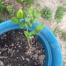 Photo of the plant species Blueberry by @GamesomeNapaea named Sir Plancelot on Greg, the plant care app