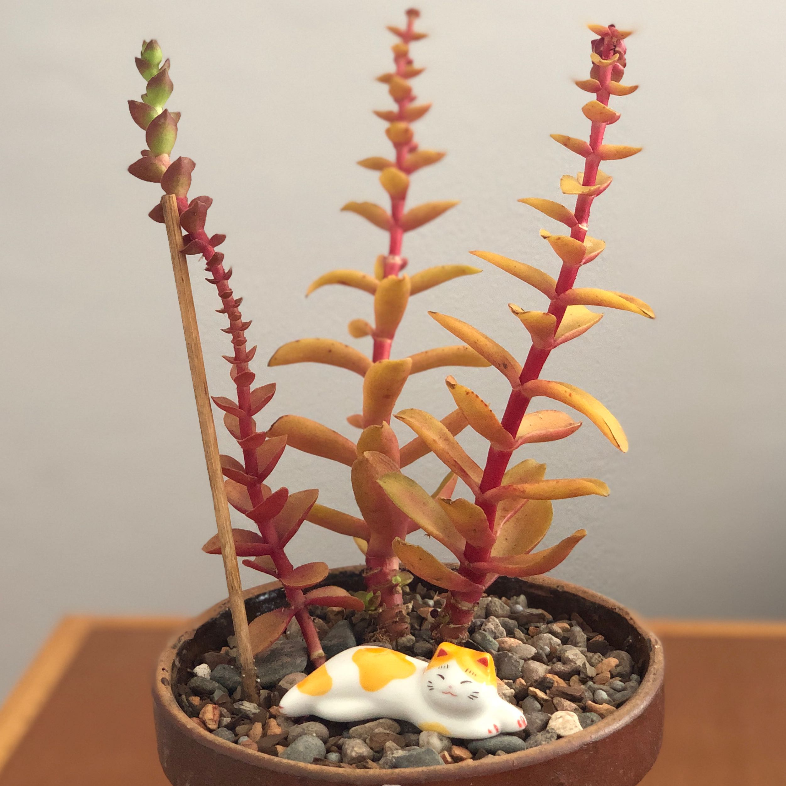 Crassula capitella 'Campfire' plant in a pot with a decorative cat figurine, vibrant red and orange leaves.