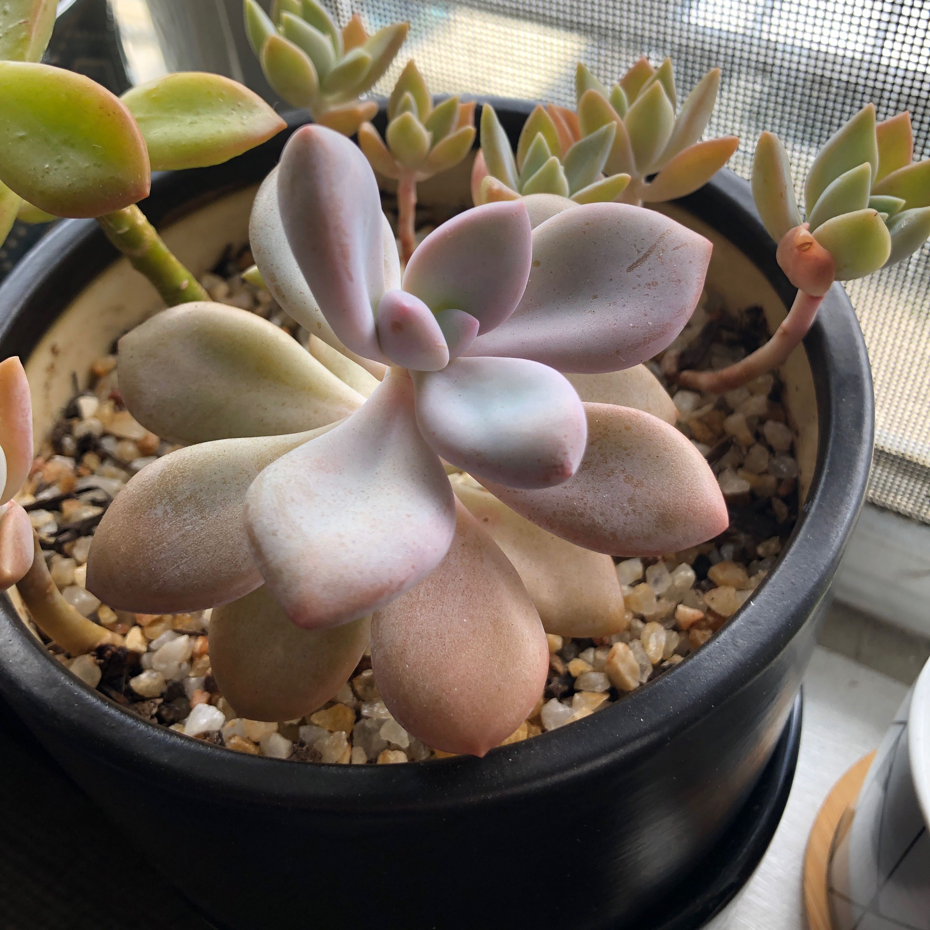 Graptopetalum 'Murasaki' plant in a pot with well-draining soil, healthy leaves, and no visible health issues.