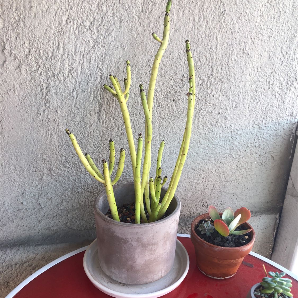 Photo of the plant species Cat Tails Euphorbia by @tessie named Dax on Greg, the plant care app