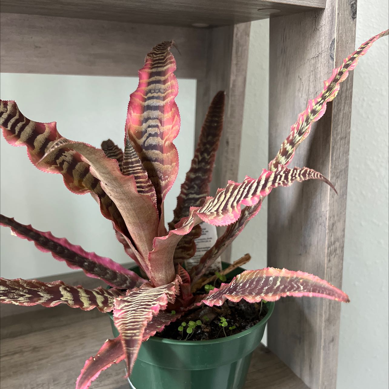 Photo of the plant species Pink starlite by @HappyLilCactus named Your plant on Greg, the plant care app
