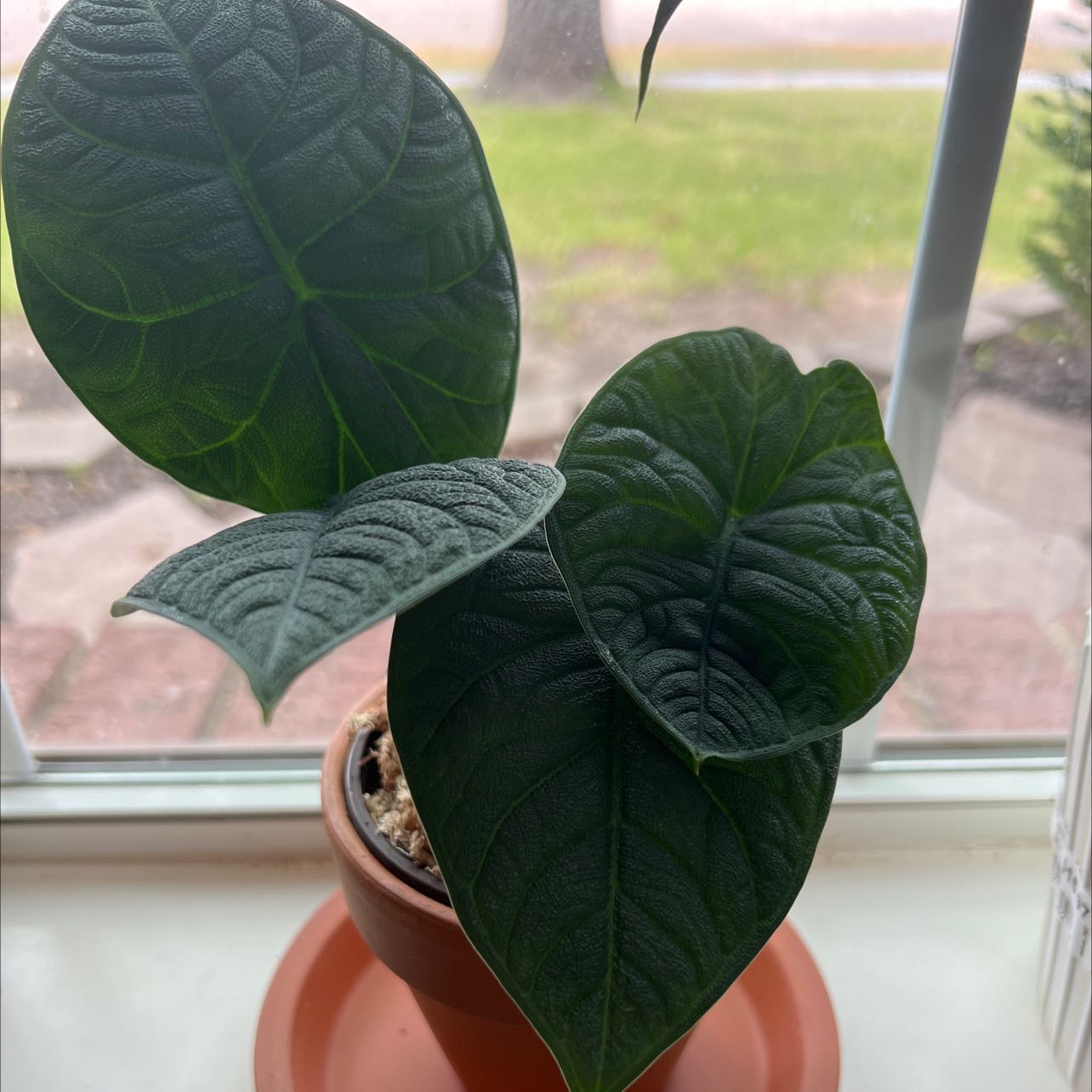 Alocasia 'Rugosa' plant with large, textured green leaves in a pot on a windowsill.