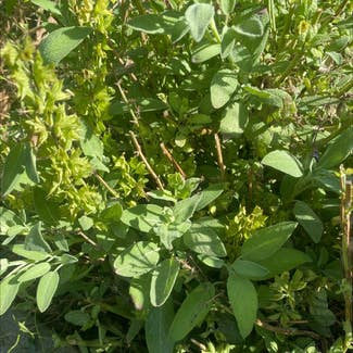 Common Sage plant in Riverton, Utah