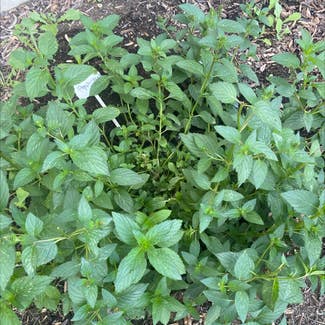 Peppermint plant in Riverton, Utah