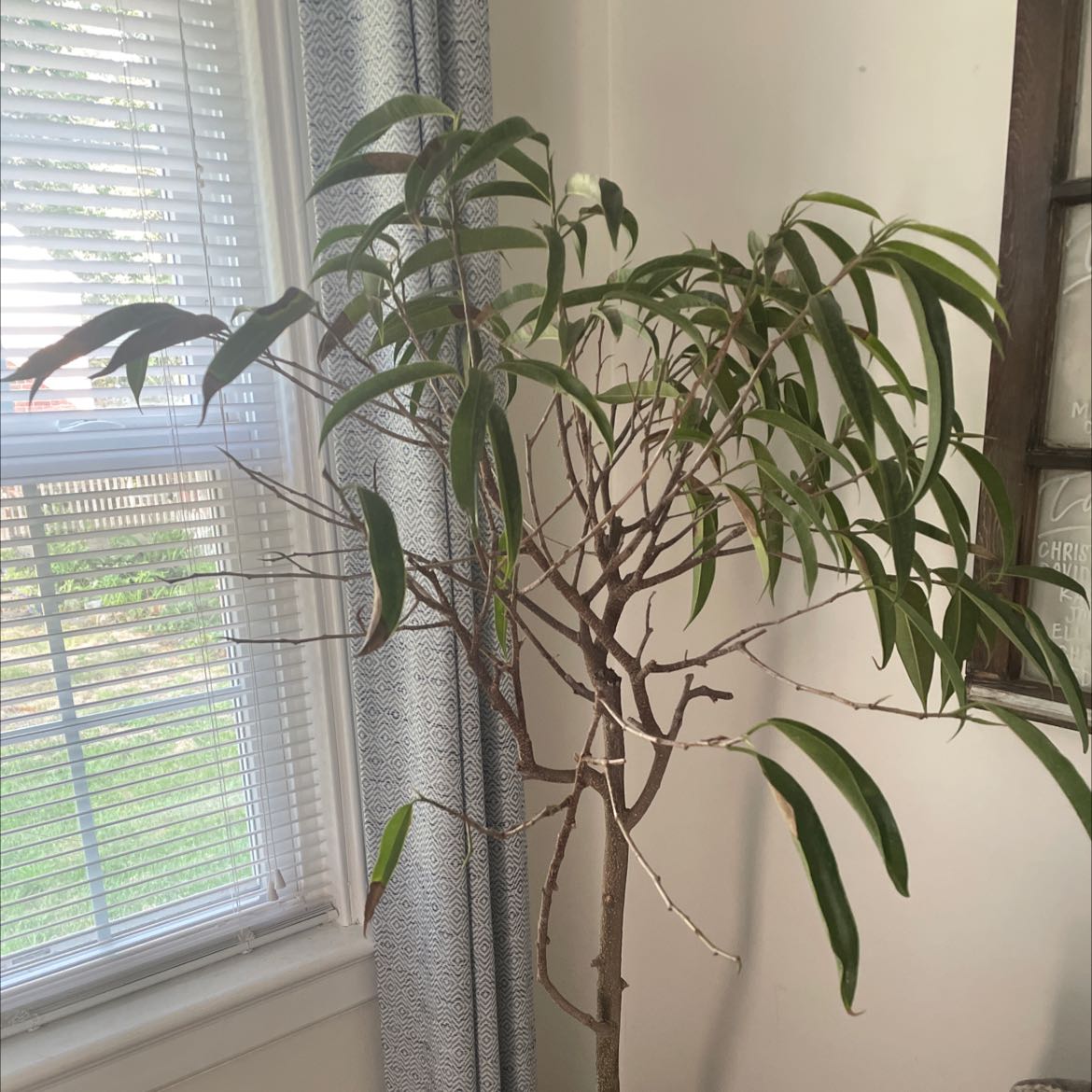 Your plant