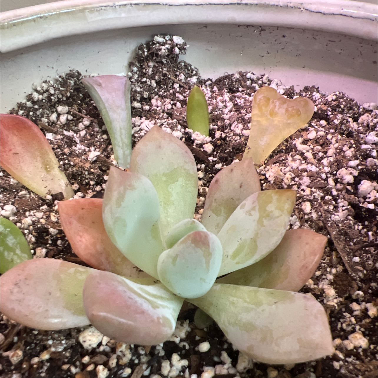 Graptoveria 'Opalina' succulent in a pot with visible soil, showing green and pink leaves.