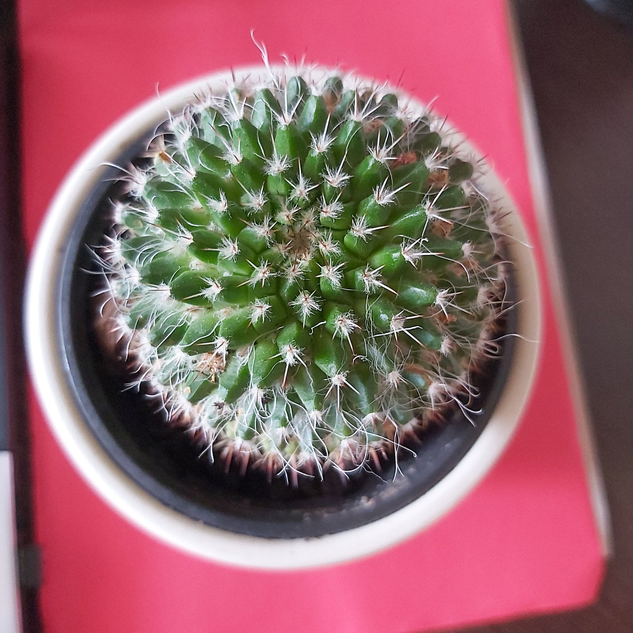 Photo of the plant species Mammillaria supraflumem reppenhagen by @DeftBlackalder named Mammilaria supraflumen on Greg, the plant care app