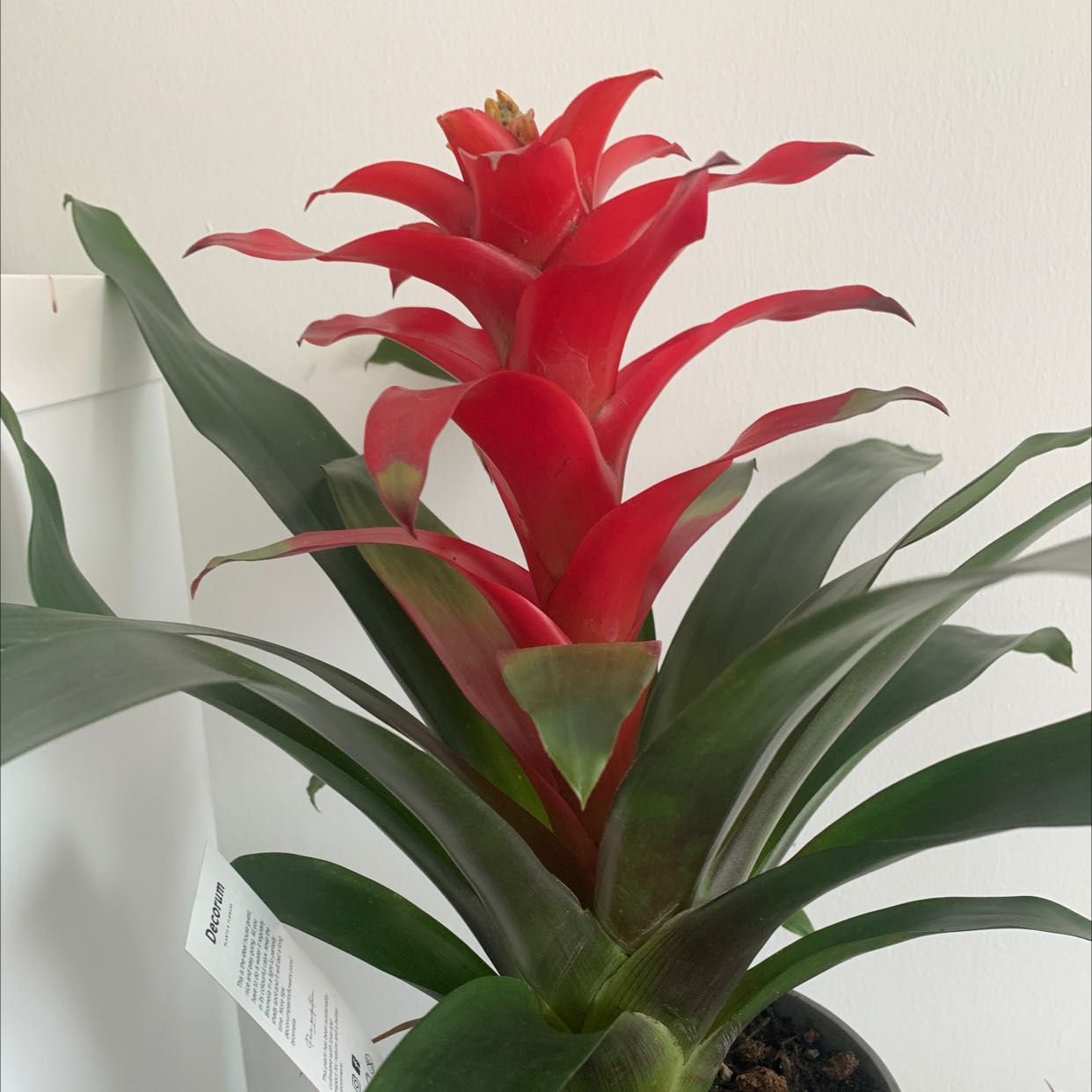 Photo of the plant species Droophead Tufted Airplant by @GodlyTigeraloe named Rihanna on Greg, the plant care app