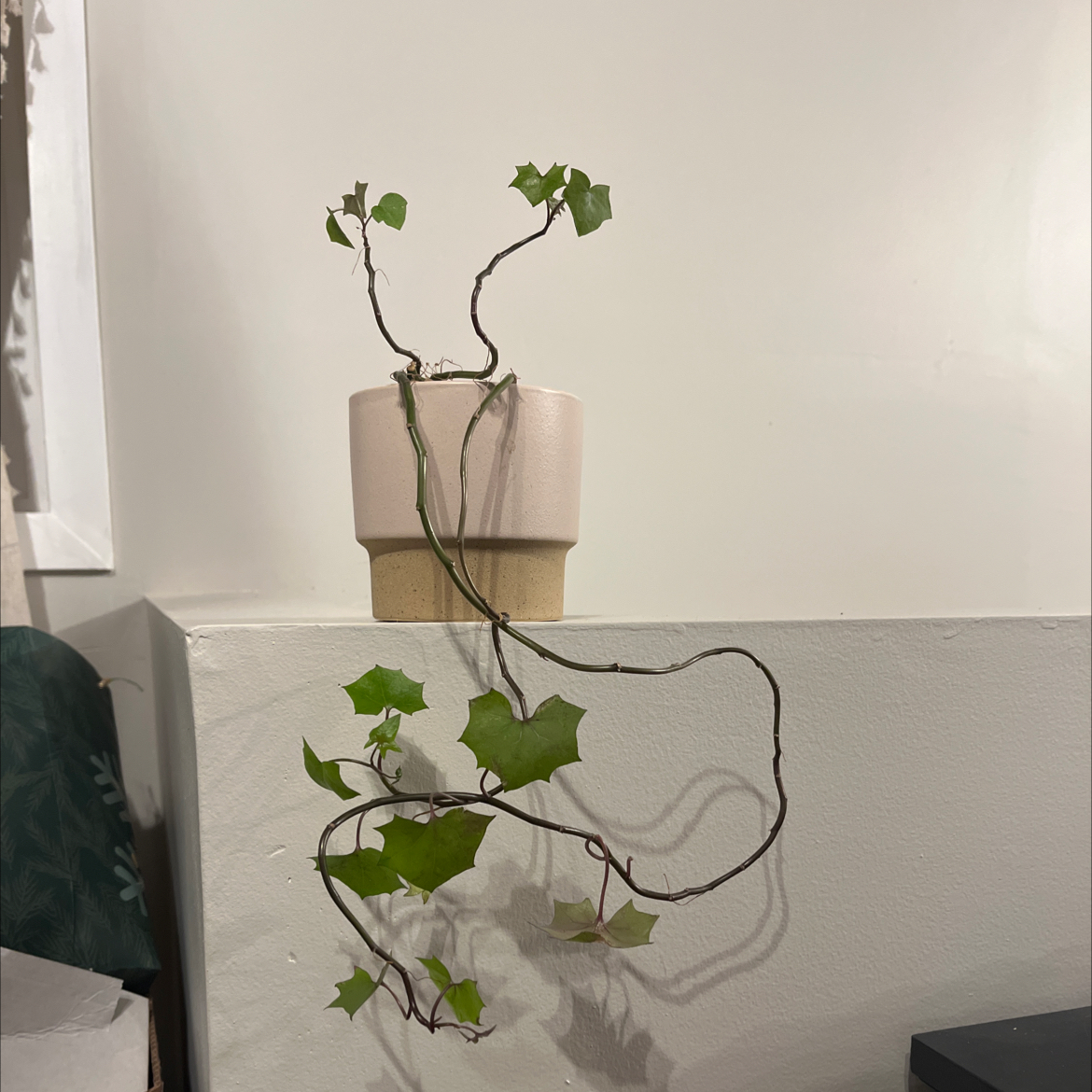 Cape Ivy plant with trailing vines and green lobed leaves in a pot.