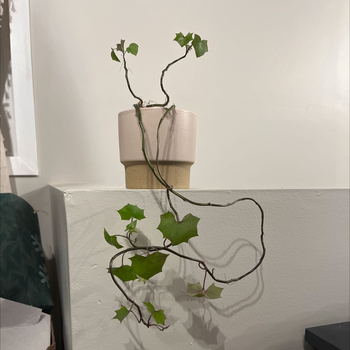 Cape Ivy plant with trailing vines and green leaves in a pot.