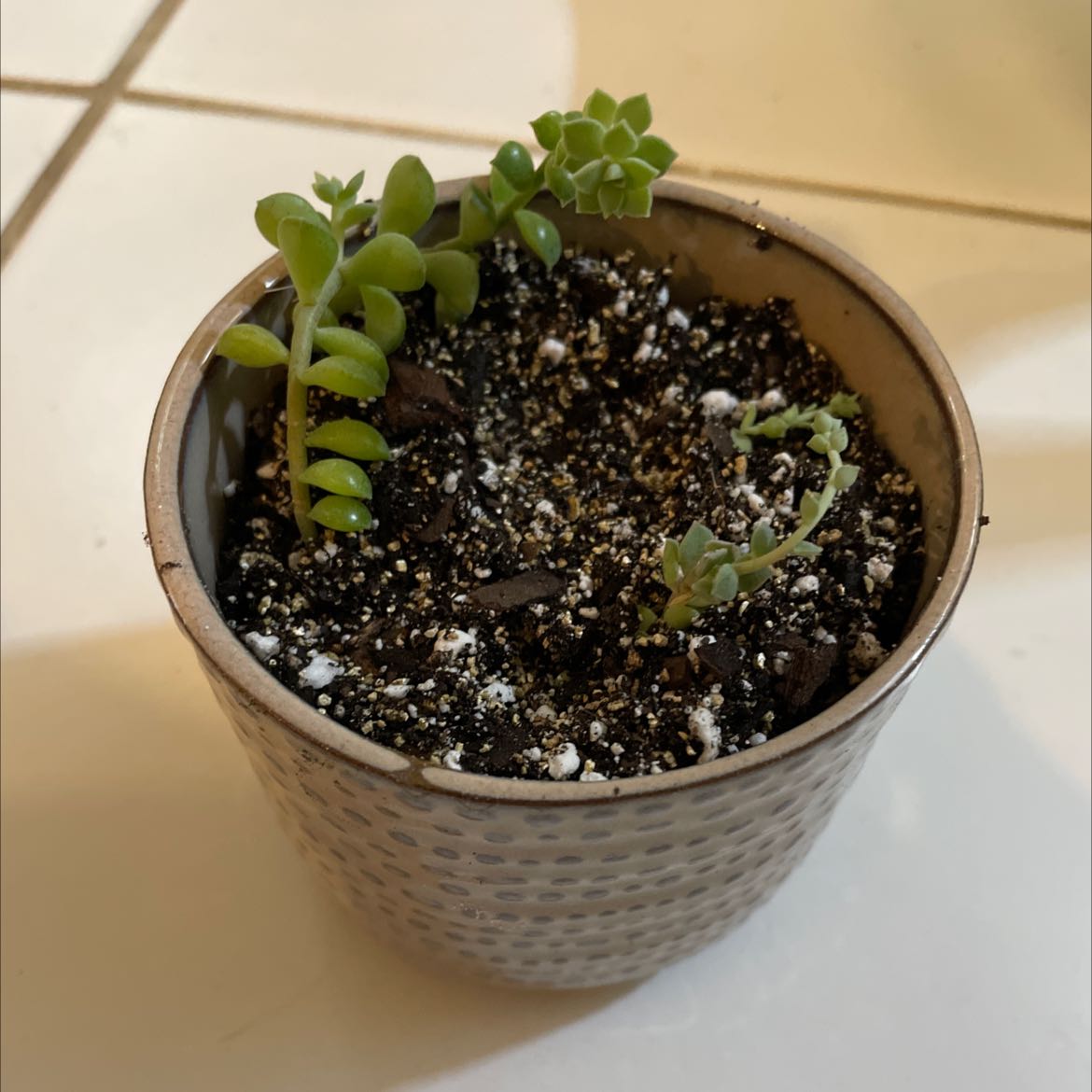 Potted Crassula rogersii plant with two main stems and visible soil.