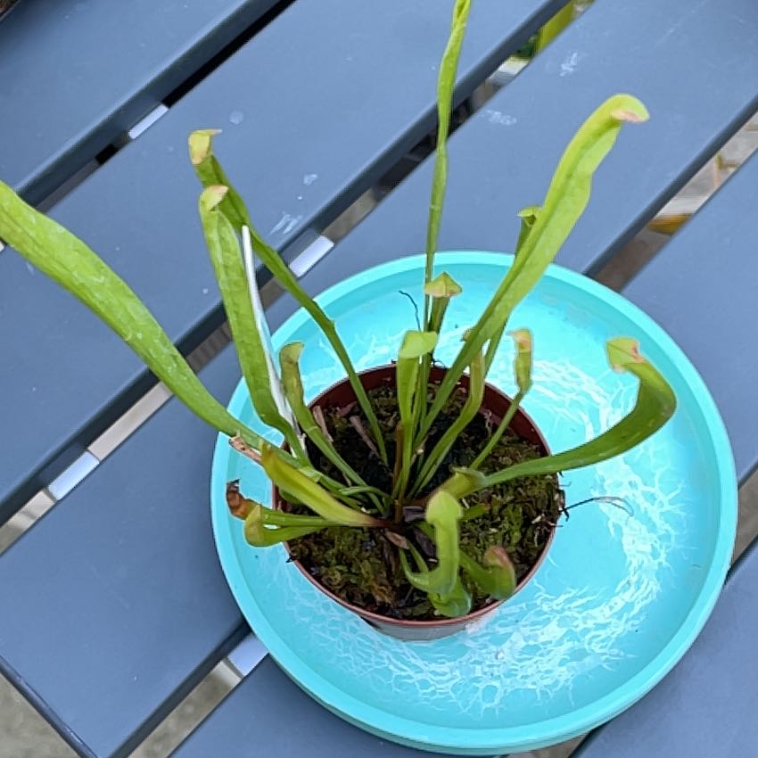 Photo of the plant species Yellow Trumpets by @Smash named Sarracenia on Greg, the plant care app