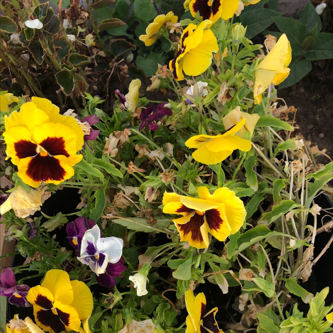 Photo of the plant species Pansy by @DecisiveBlinks named Pansy on Greg, the plant care app