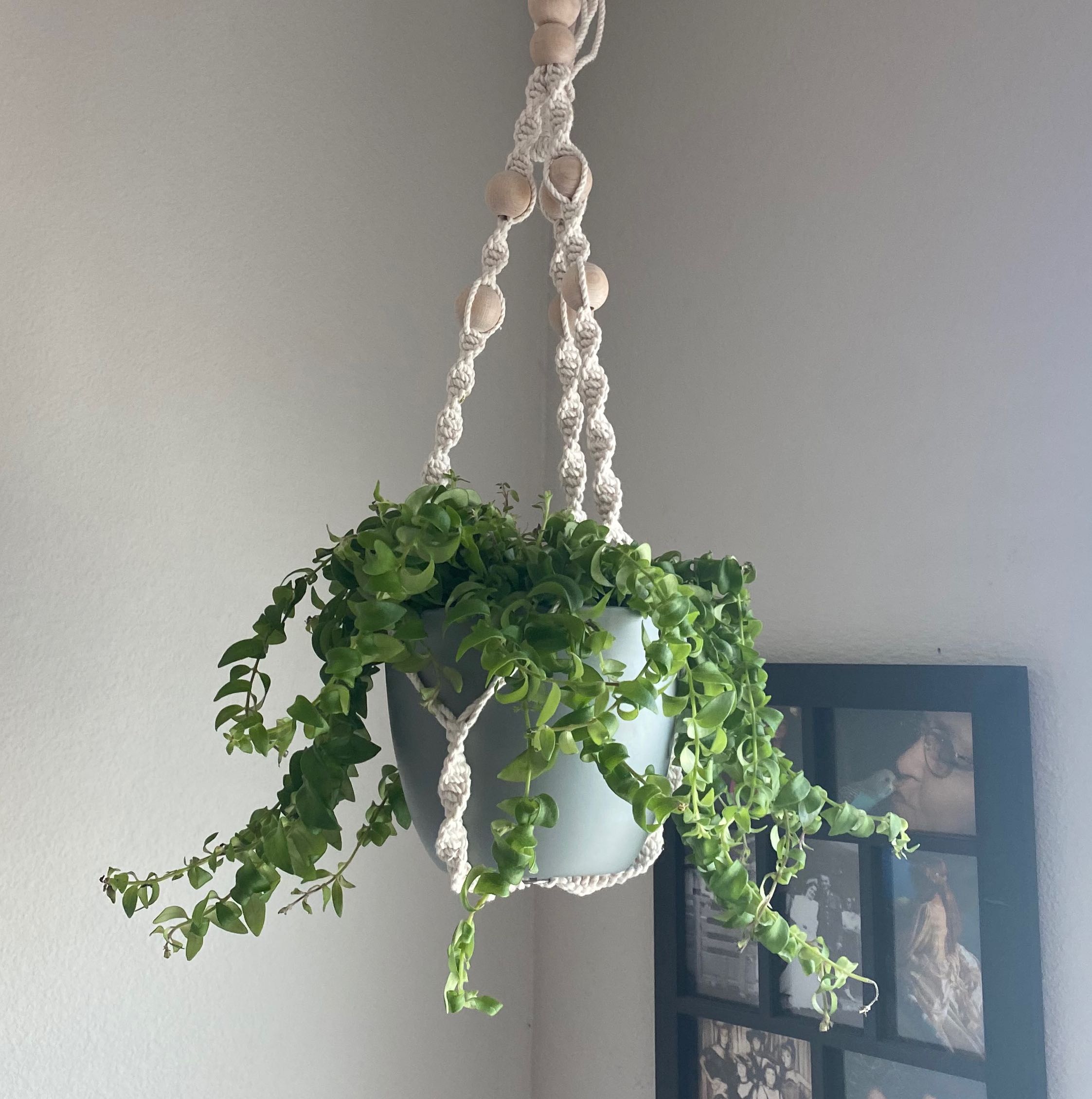 Hanging Lipstick Plant in a macrame holder with lush green leaves.