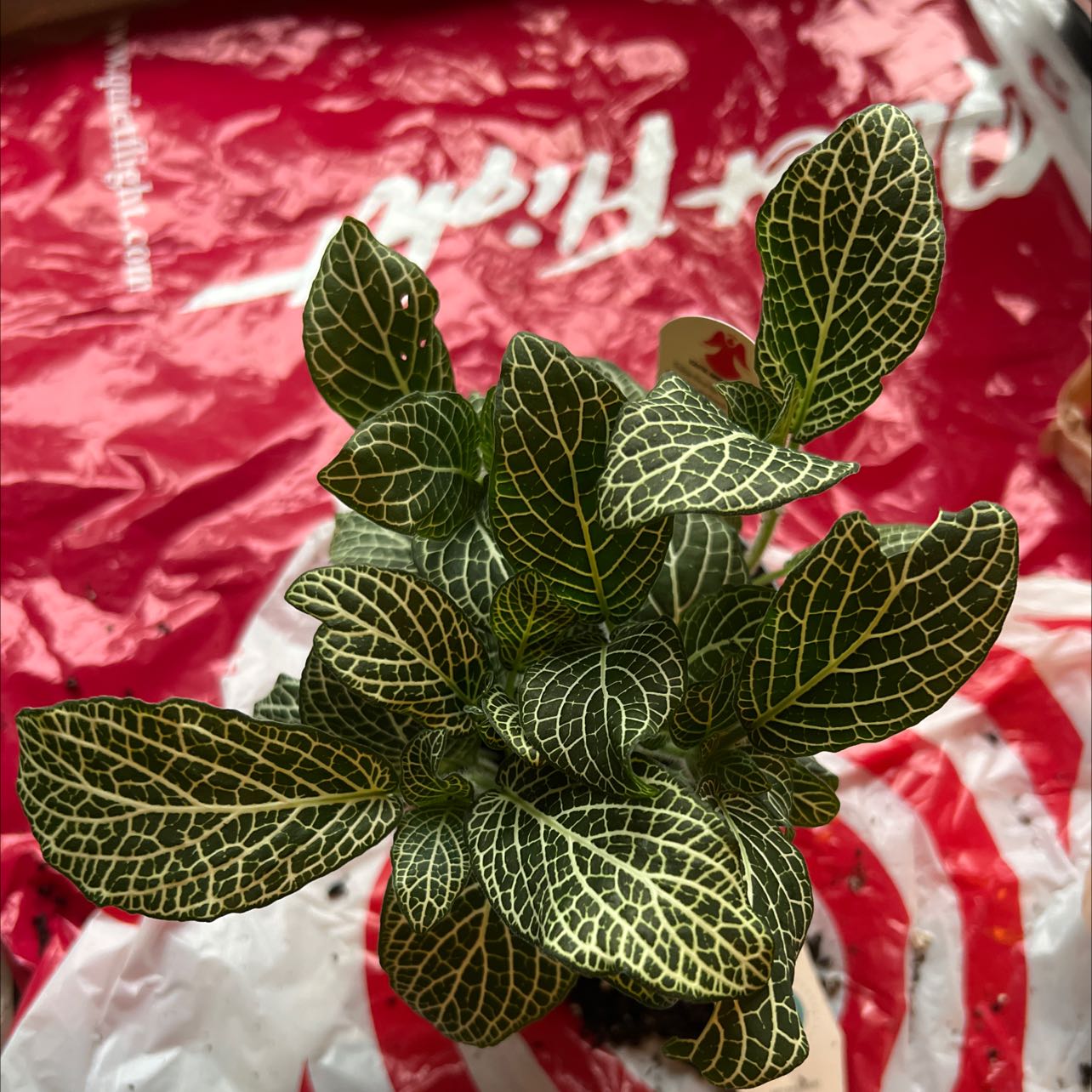 White Anne Nerve Plant with distinct white veining on dark green leaves, healthy appearance.