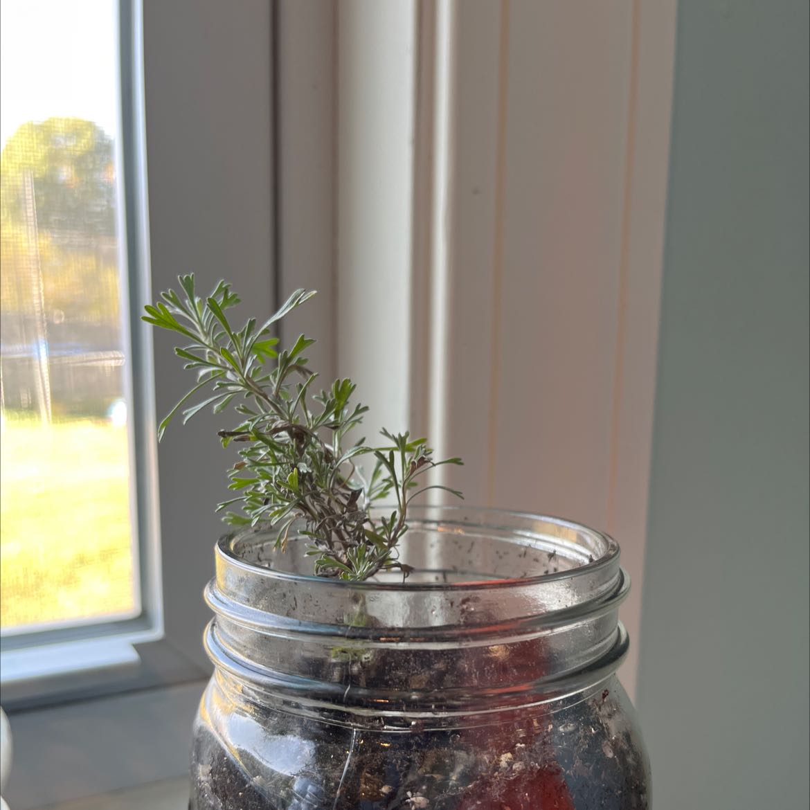 Photo of the plant species Nodding Sage by @HappyCatnip named Sage on Greg, the plant care app