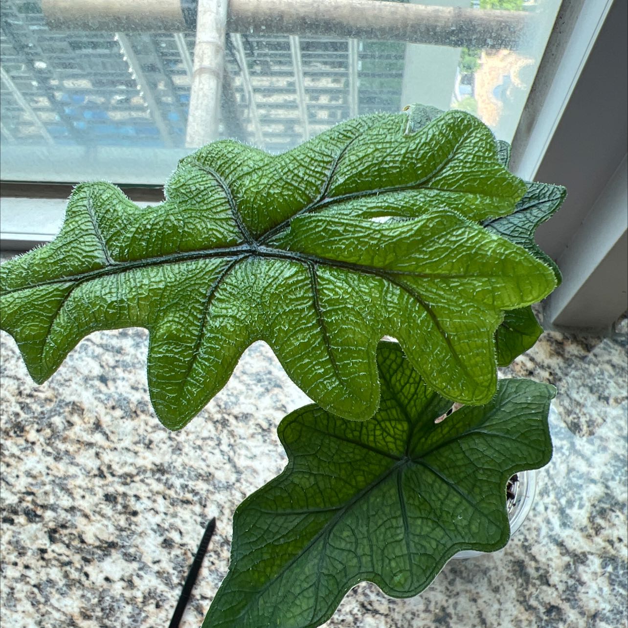 Photo of the plant species Alocasia 'Jacklyn' by @GracedEarthball named Alocasia Jacklyn on Greg, the plant care app
