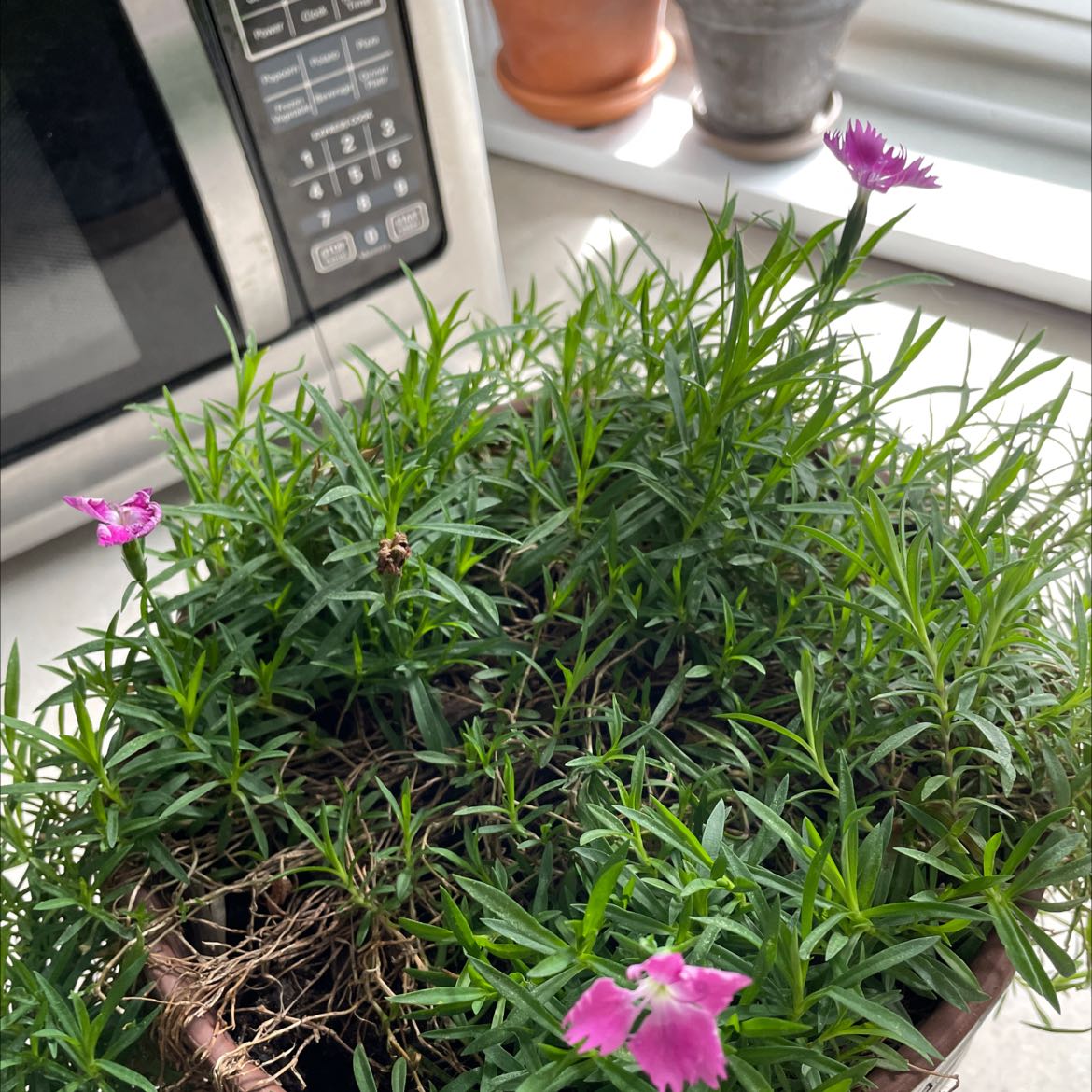 Potted Chinese Pink plant with green leaves and pink flowers, background includes a microwave.