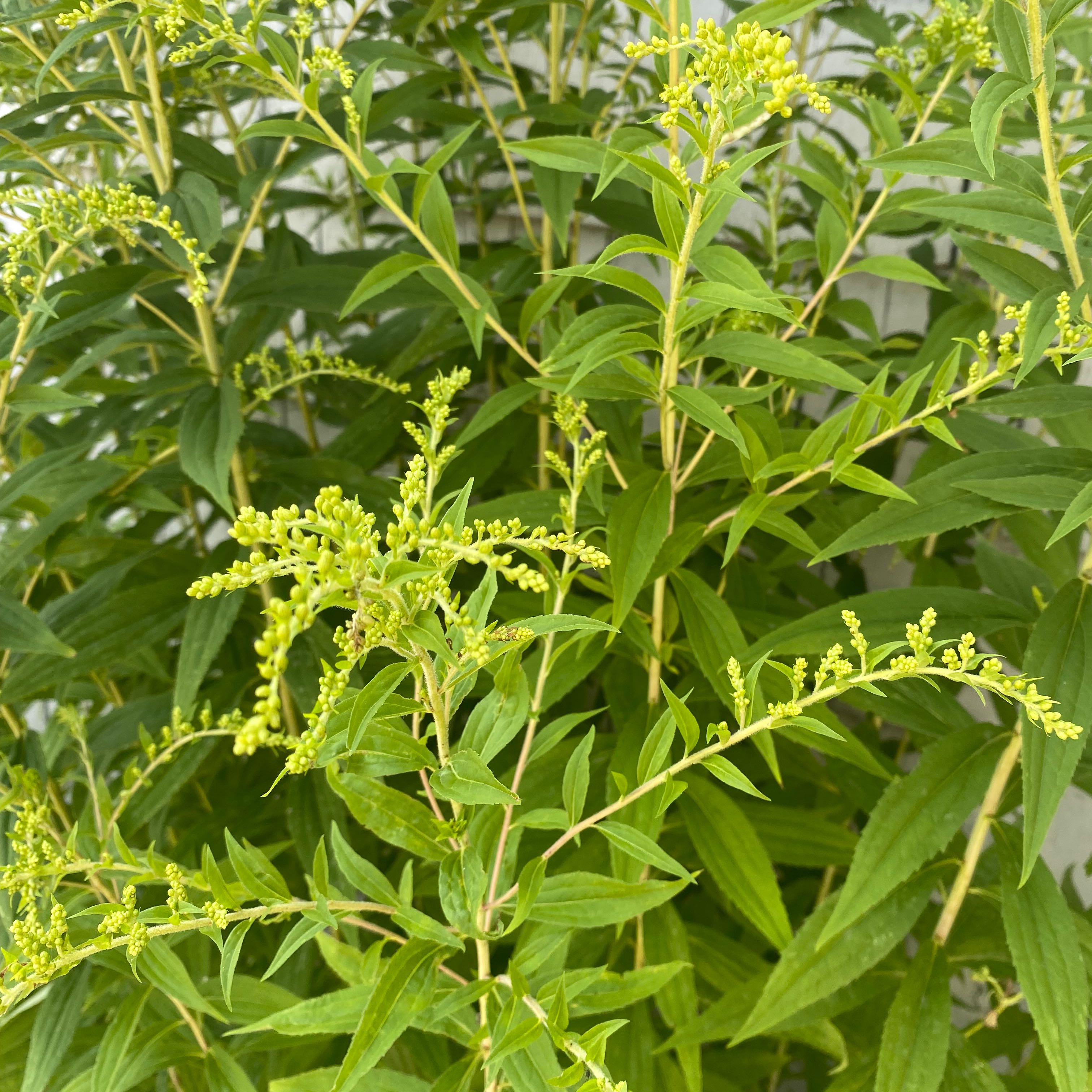 Rough Canada Goldenrod with elongated leaves and clusters of small yellow flower buds.