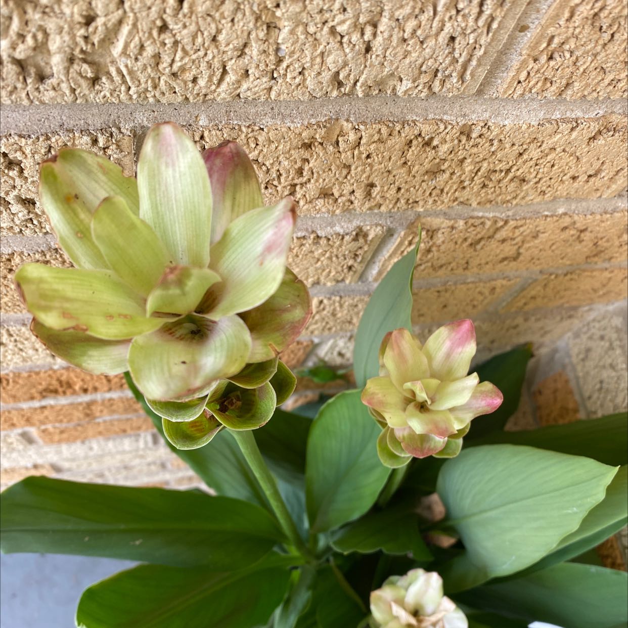 Siam tulip plant with multiple flowers and green leaves against a brick wall.